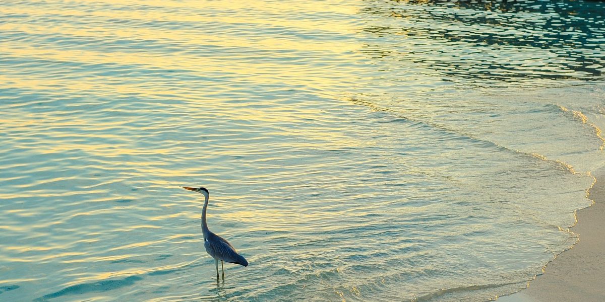 People enjoying the exclusive amenities and serene beachfront of a luxury destination like Palm Jumeirah.